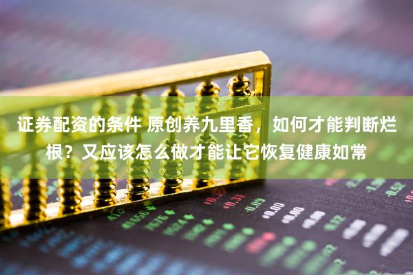 证券配资的条件 原创养九里香，如何才能判断烂根？又应该怎么做才能让它恢复健康如常